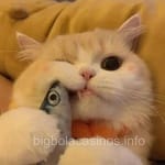 Avatar Daniela Torres